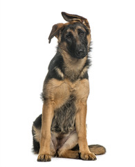 German shepherd sitting, isolated on white