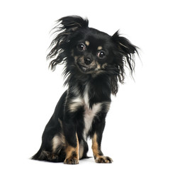 Chihuahua sitting, isolated on white