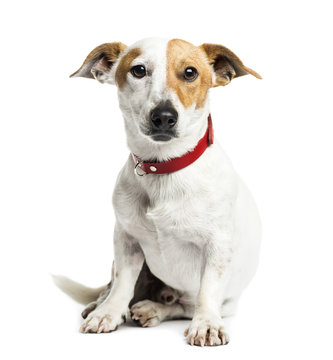 Jack Russell Terrier sitting, 1 year old, isolated on white