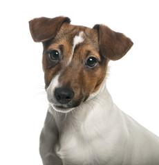 Close-up of a Jack Russell Terrier, isolated on white