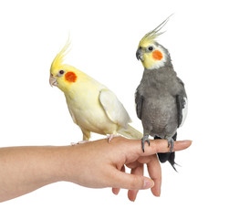 Two Cockatiel on human hand, isolated on white