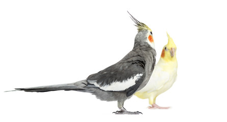 Two Cockatiel, isolated on white