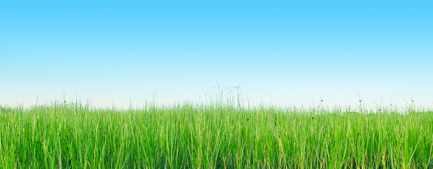 Green grass and blue sky. Nature background