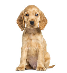 Puppy English Cocker Spaniel sitting, 9 weeks old, isolated on white