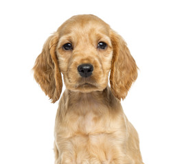 Close-up of a puppy English Cocker Spaniel, 9 weeks old, isolated on white