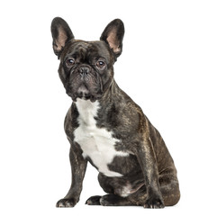 French Bulldog sitting, 2 years old, isolated on white