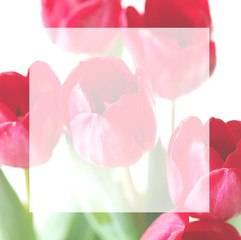 Flowery frame background with empty space for text 
