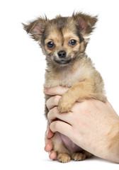 Chihuahua held by hands, 2 months old, isolated on white