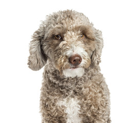 Close-up of a Spanish Water Dog, 1.5 years old, isolated on whit