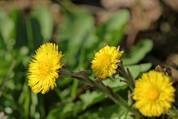 Blühender Huflattich (Tussilago farfara) im Frühling