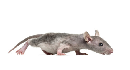 Young Hairless rat, isolated on white