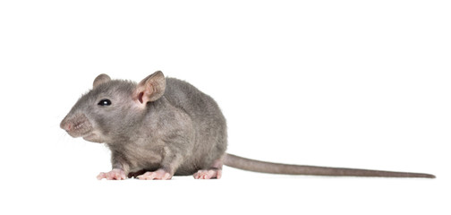 Young Hairless rat, isolated on white