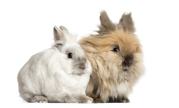 Dwarf rabbits, 2 years old, isolated on white