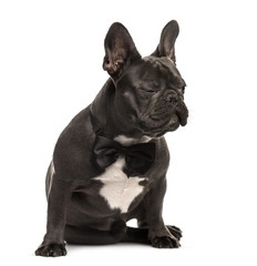 Fototapeta premium Pug sitting, isolated on white