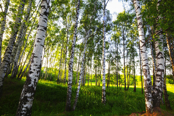 Fototapeta premium summer in sunny birch forest