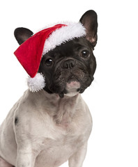 french bulldog wearing  christmas hat