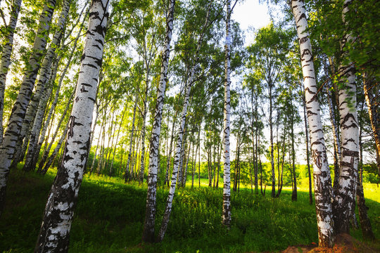 Fototapeta summer in sunny birch forest