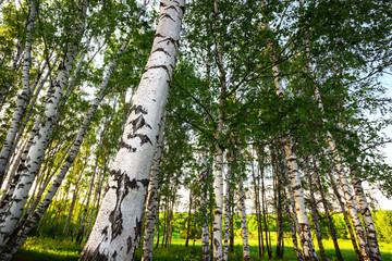Fototapeta premium summer in sunny birch forest