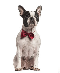 Pug sitting with a red bow tie, isolated on white
