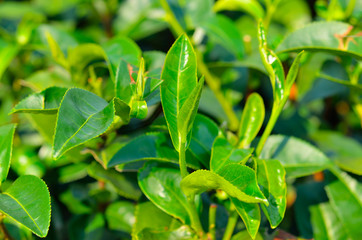 Green tea bud and fresh leaves. Tea plantation