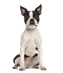 Pug sitting, isolated on white