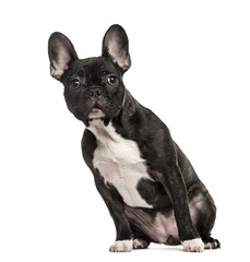 French Bulldog sitting, isolated on white