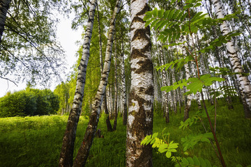 Fototapeta premium summer in sunny birch forest
