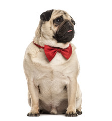 Obraz premium Pug with a red bow tie sitting, isolated on white