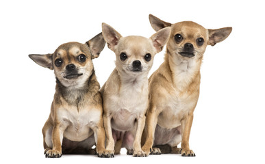 Three chihuahuas sitting, isolated on white