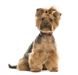 Yorkshire Terrier sitting, 6 years old, isolated on white