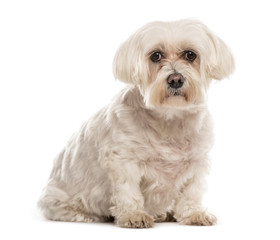 White Maltese sitting, 10 years old, isolated on white