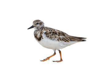 Ruddy Turnstone on White Background, Isolated