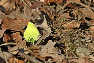 Zitronenfalter (Gonepteryx rhamni) im Frühling