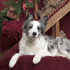 Border Collie sitting in Christmas decoration