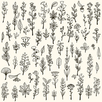 Collection of handdrawn vector doodle herbs and flowers