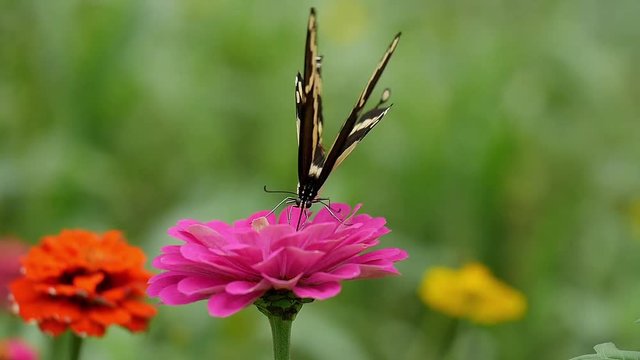 Giant swallowtail getting nectar from a flower.