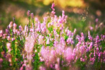 kwitnące kwiaty wrzosu w lesie © barytek