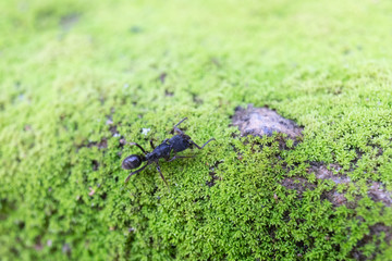 Paraponera clavata or Bullet Ant on grass