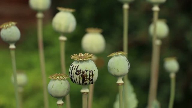 Papaver (poppy) seed pod on the green  field background. The black  opium gum resin latex drops from scratches. Lockdown.  Closeup.