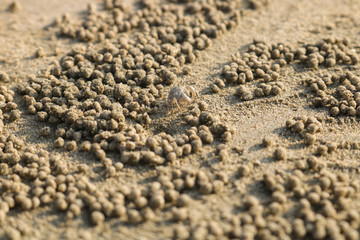 Ghost crab making sand balls on the beach. Small crab digging hole.