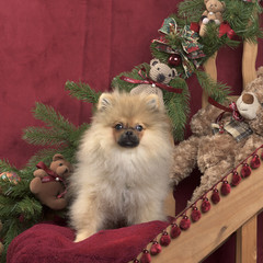 Pomeranian in Christmas decoration