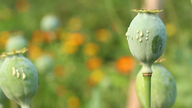 Two scratched papaver (poppy) seed pods close up o the colorful  green  blurred background. Lockdown.  The white opium latex drops from scratches on the unripe boll. Focus on the right poppy.