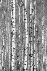Naklejka premium birch forest, black-white photo