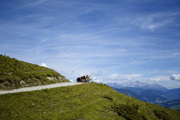 Alpine Landscape at Muehlbach am Hochkoenig in Summer