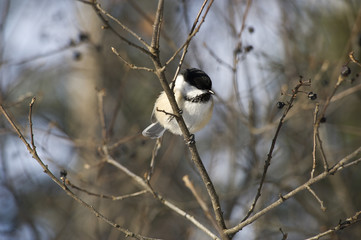 Chickadee