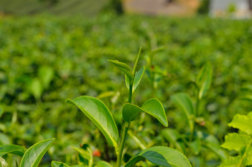 Fototapeta na wymiar Green tea bud and fresh leaves. Tea plantation