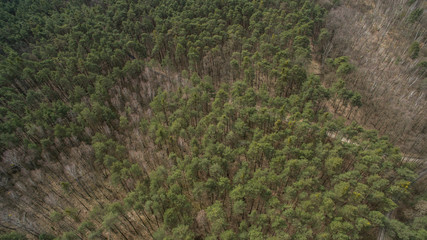 Field and forest with a height. View inside of the forest on the trees.
