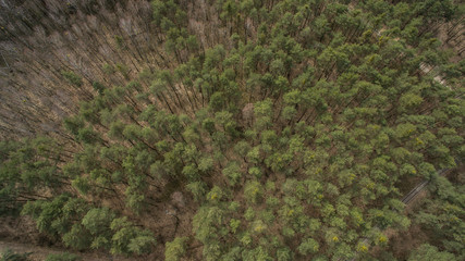 Field and forest with a height. View inside of the forest on the trees.