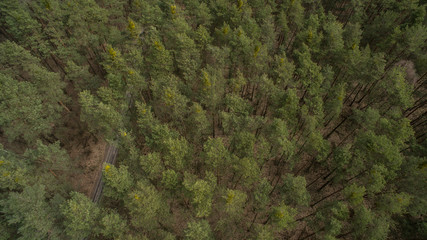 Field and forest with a height. View inside of the forest on the trees. © Cheberkus