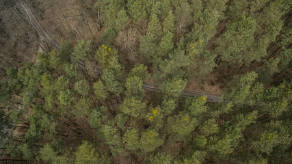 Field and forest with a height. View inside of the forest on the trees.